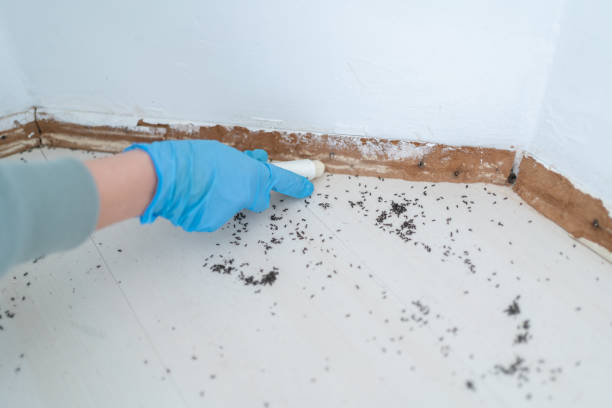 Best Residential Pest Control  in Breezy Point, MN